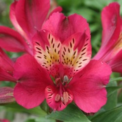 Alstroemère 'Gaspard'