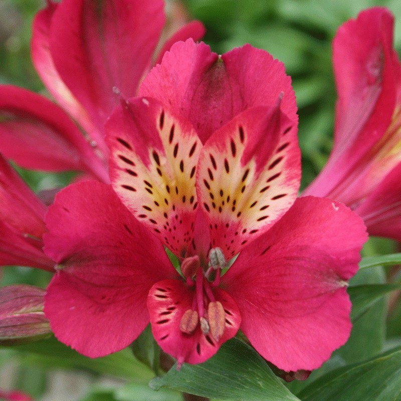 Alstroemère 'Gaspard'