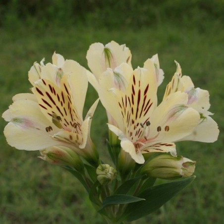 Alstroemère 'Noah'