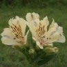 Alstroemère 'Noah'