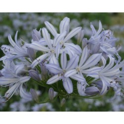 Agapanthe 'Gayles Lilac'