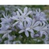 Agapanthe 'Gayles Lilac'