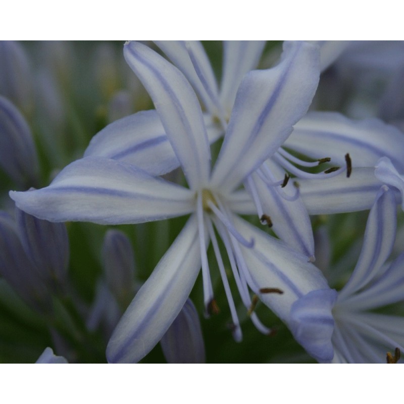  Agapanthe 'Gayles Lilac'