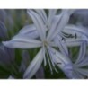  Agapanthe 'Gayles Lilac'