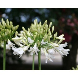 Agapanthe 'Vallée Blanche'