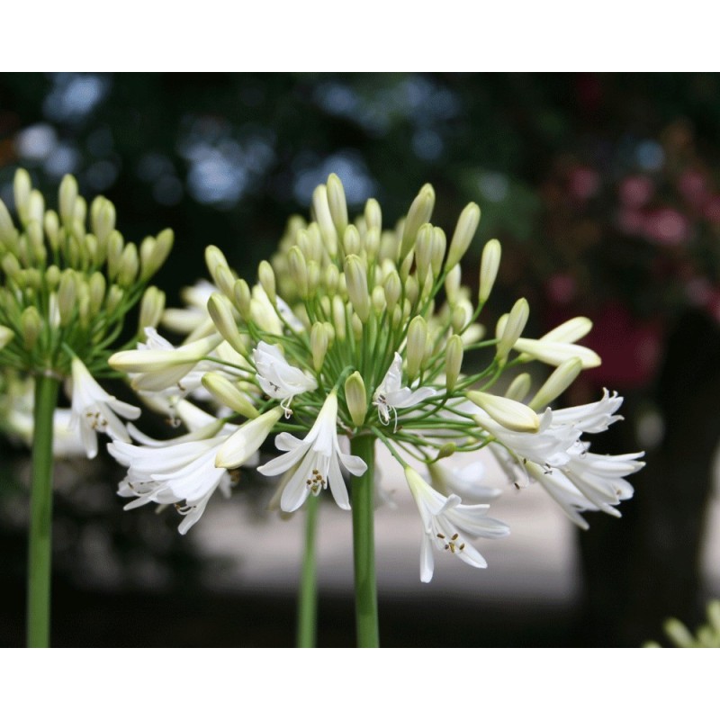 Agapanthe 'Vallée Blanche'
