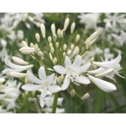 Agapanthe 'Polar Ice'