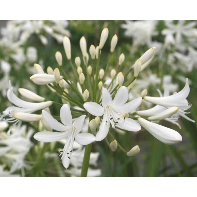 Agapanthe 'Polar Ice'