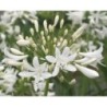 Agapanthe 'Polar Ice'