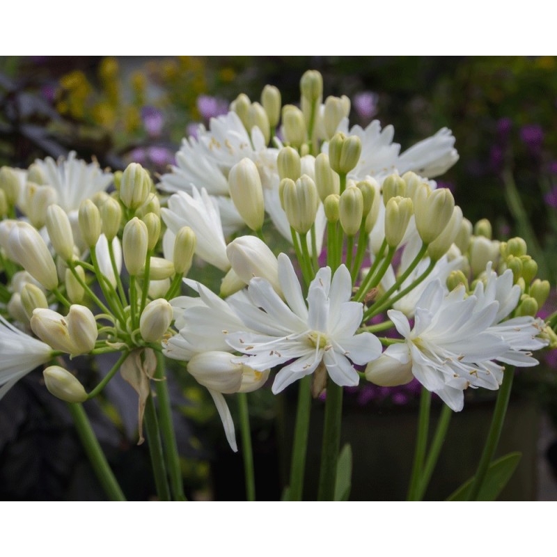 Agapanthe 'Double Diamond'