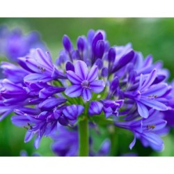 Agapanthe 'Lapis Lazuli'