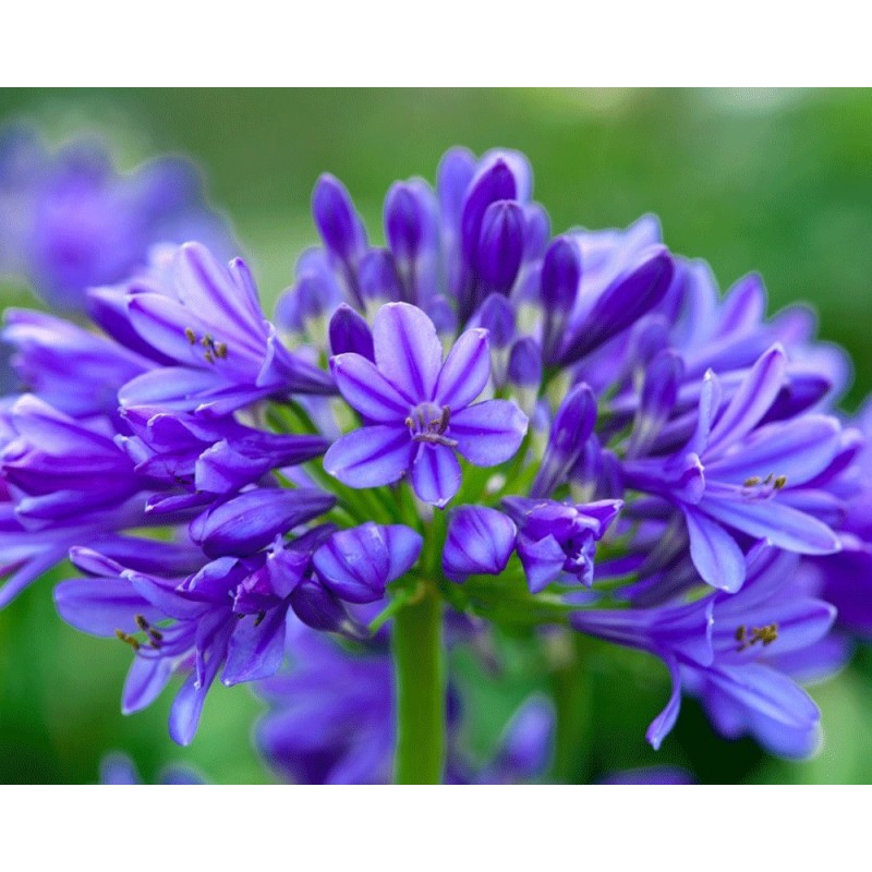 Agapanthe 'Lapis Lazuli'