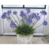  Agapanthe 'Lapis Lazuli'