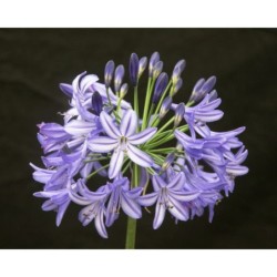 Agapanthe 'Northern Star'