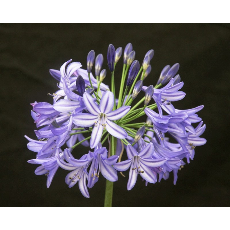 Agapanthe 'Northern Star'