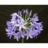 Agapanthe 'Northern Star'