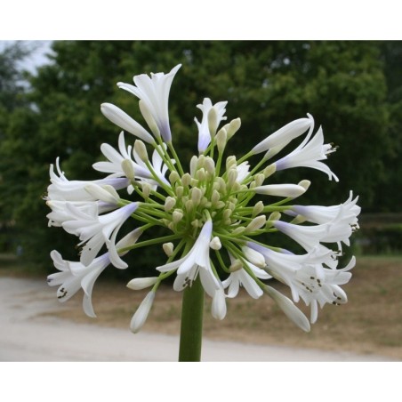 Agapanthe 'Queen Mum'