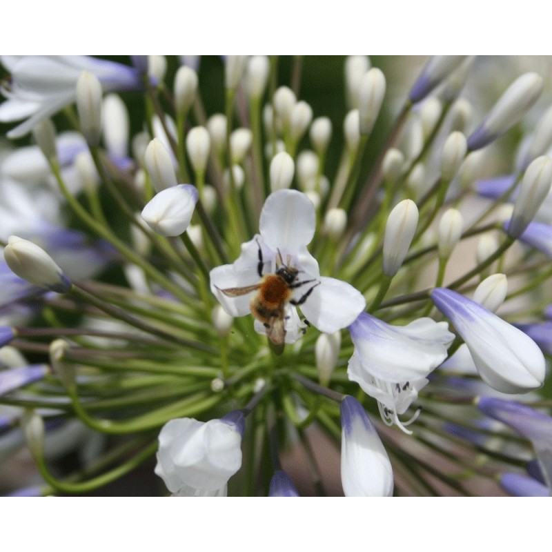  Agapanthe 'Queen Mum'
