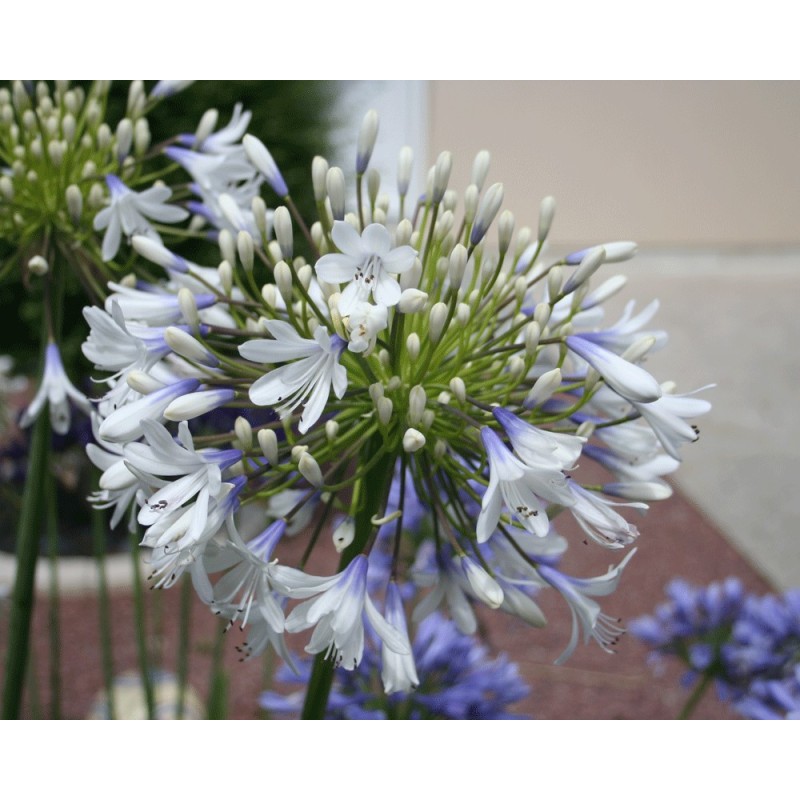 Agapanthe 'Queen Mum'