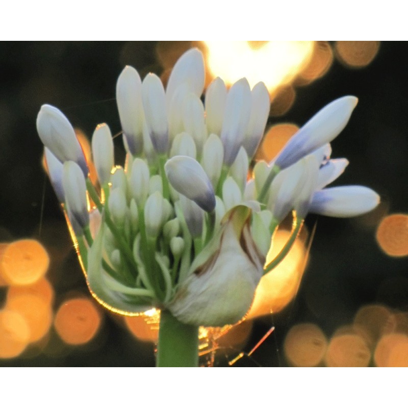  Agapanthe 'Queen Mum'