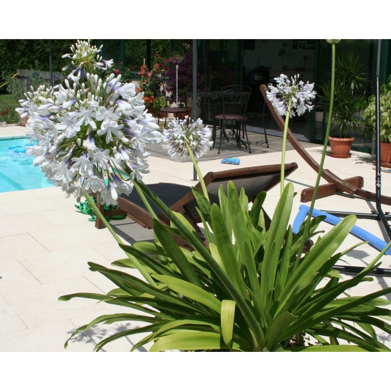  Agapanthe 'Queen Mum'