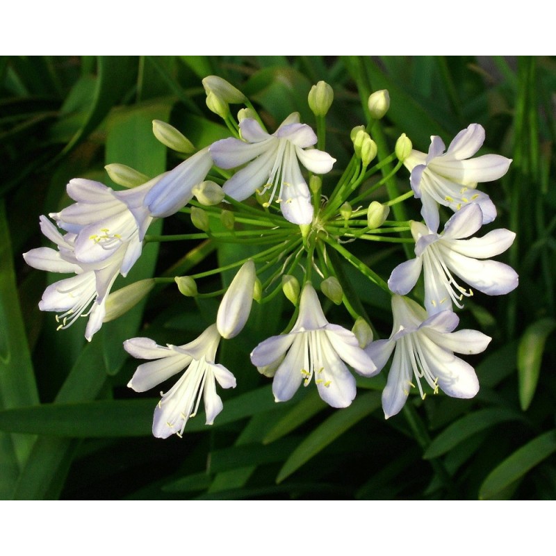 Agapanthe 'Silver Baby'