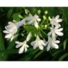 Agapanthe 'Silver Baby'