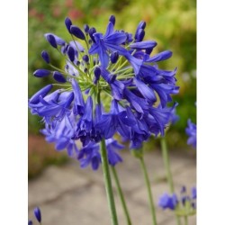 Agapanthe 'Summer Love'
