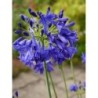 Agapanthe 'Summer Love'