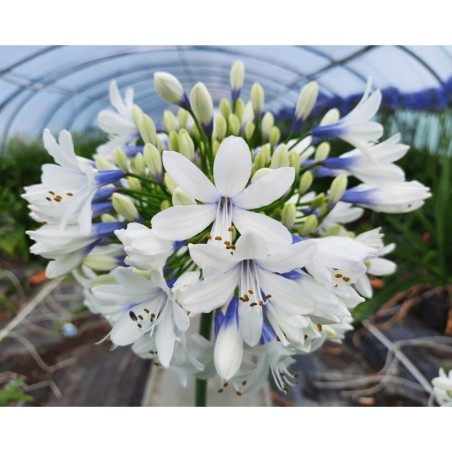 Agapanthe 'Twister'