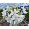 Agapanthe 'Twister'