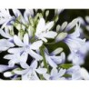  Agapanthe 'Twister'