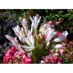 Agapanthe 'Strawberry Ice'