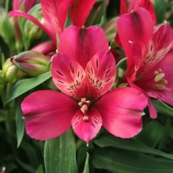 Alstroemère 'Timoté'