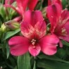 Alstroemère 'Timoté'