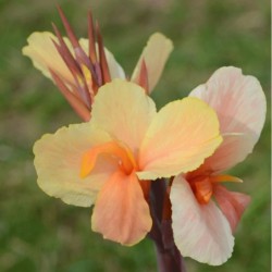 Canna 'Angèle Martin'