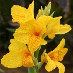 Canna 'Caballero'