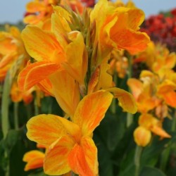 Canna 'Carnaval'