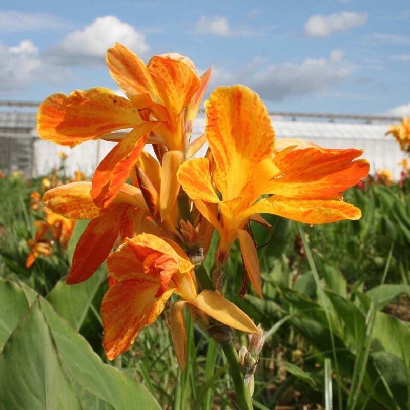  Canna 'Carnaval'