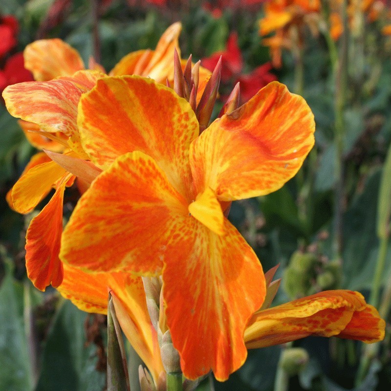  Canna 'Carnaval'