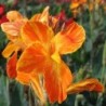  Canna 'Carnaval'