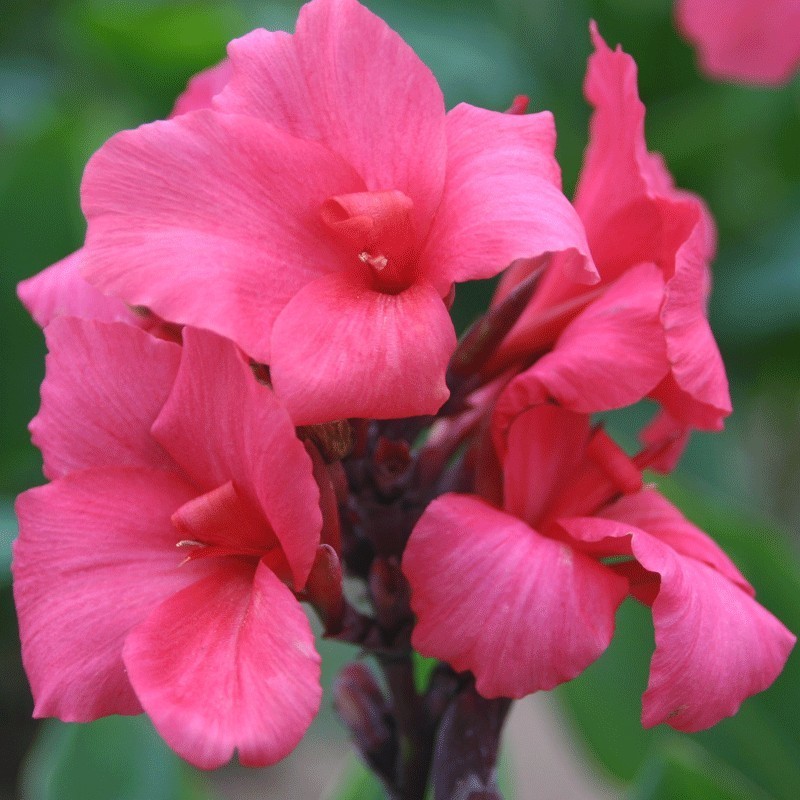 Canna 'Centenaire'