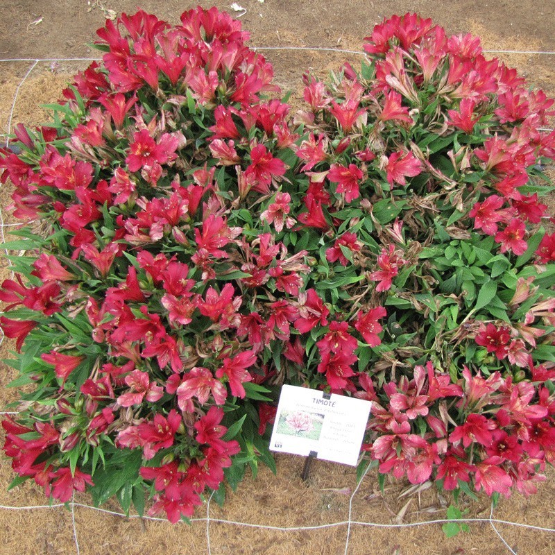  Alstroemère 'Timoté'