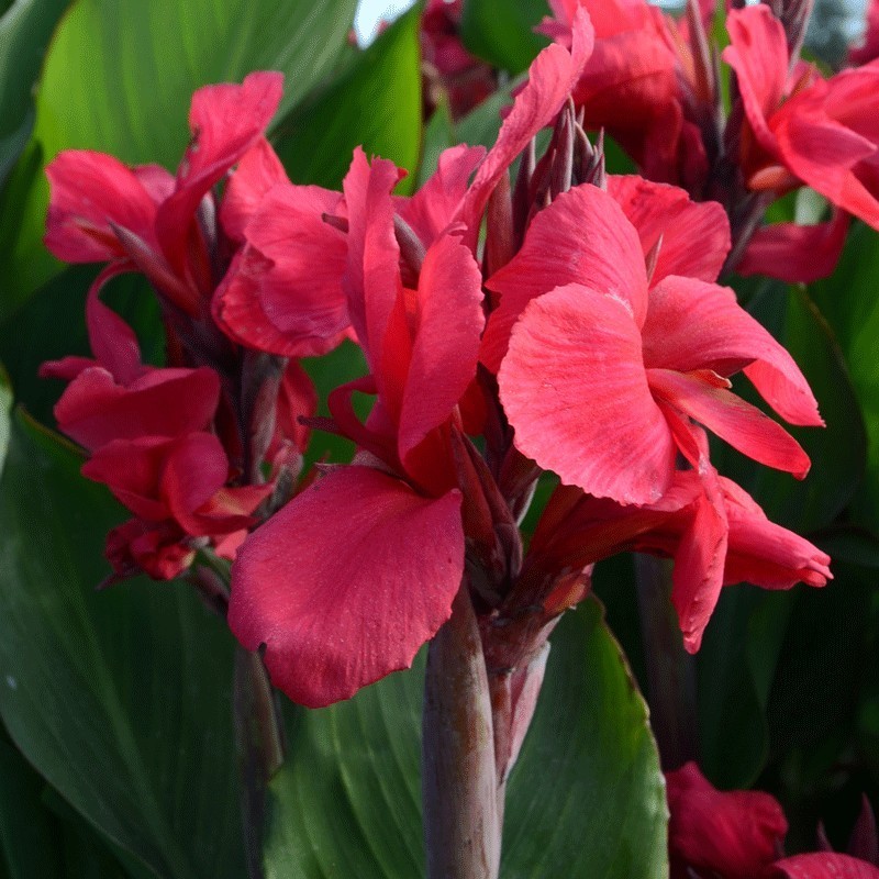  Canna 'Centenaire'