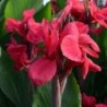  Canna 'Centenaire'