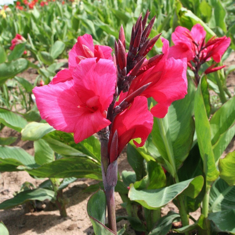  Canna 'Centenaire'