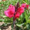  Canna 'Centenaire'