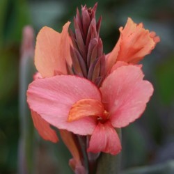 Canna 'Champion'