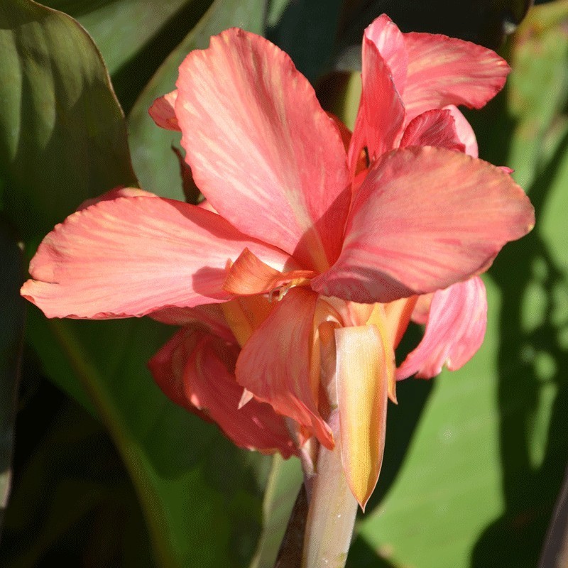 Canna 'Champion'