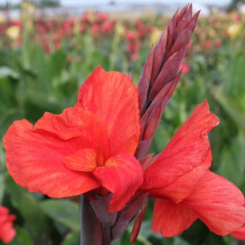 Canna 'Corail'
